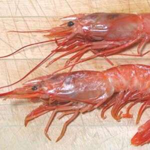 U-12 Head On Argentine Red Shrimp 4. lb Box