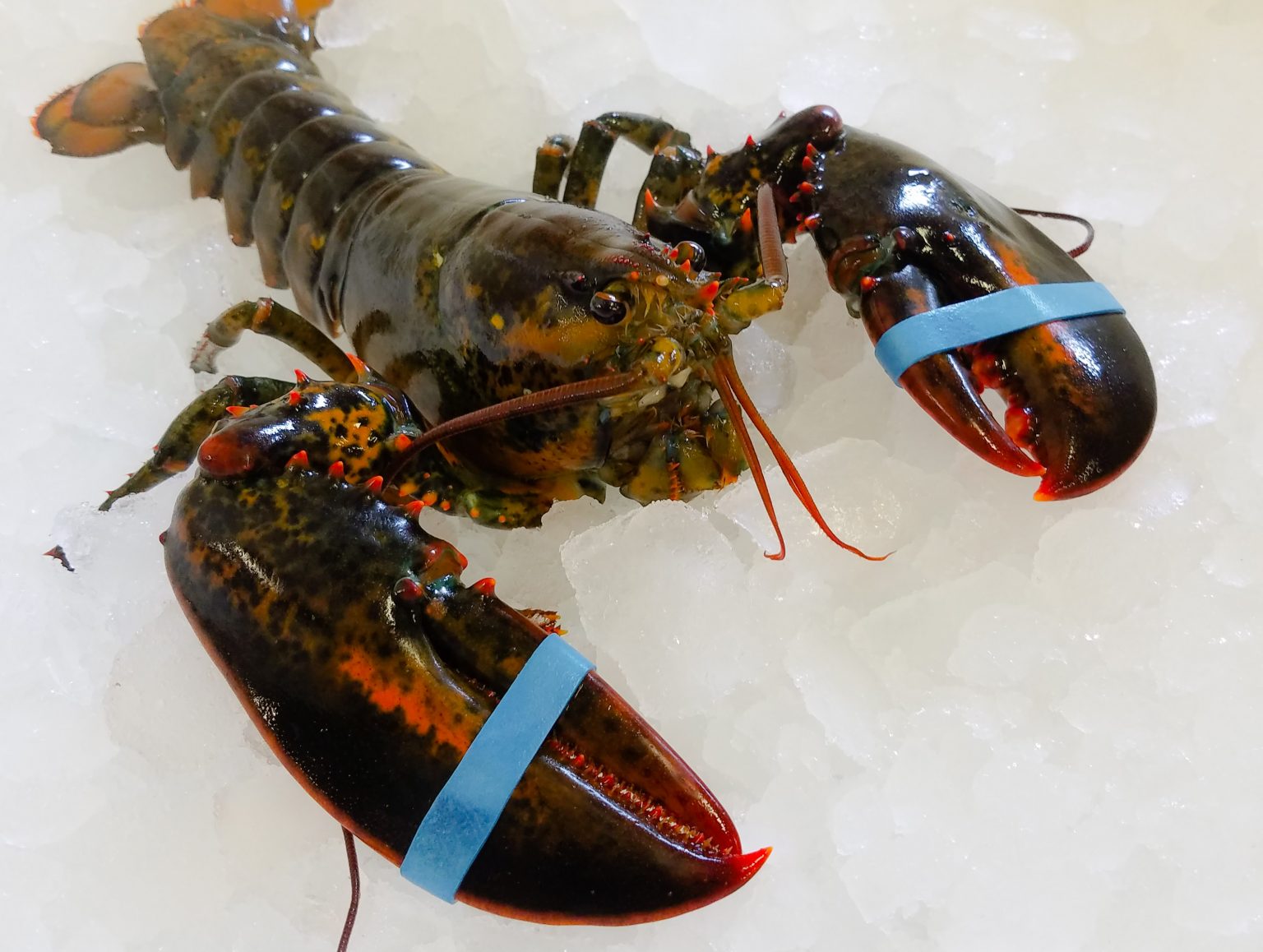 Hard Shell Live Lobsters Tony's Seafood Online Ordering