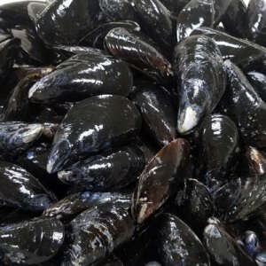 Dutch Style Mussels 10lb Bag
