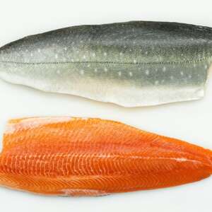 Arctic Char