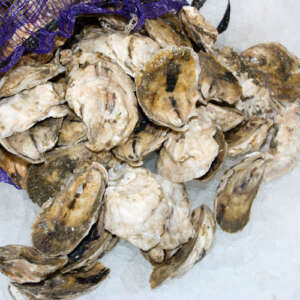 Live Oysters, Local Varieties