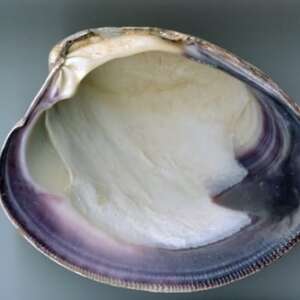 Quahog Shells (Large Bag)