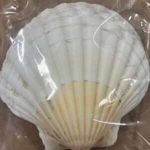 Scallop Shells