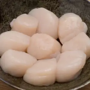 Sea Scallops