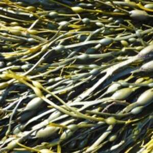 Seaweed