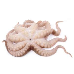 Octopus, Whole (4-6) 30 lb Case Pack
