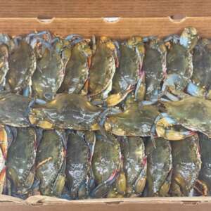 Soft Shell Crabs: Cleaned and Dressed, Frozen