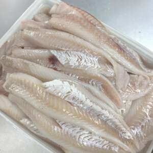 scrod-cod
