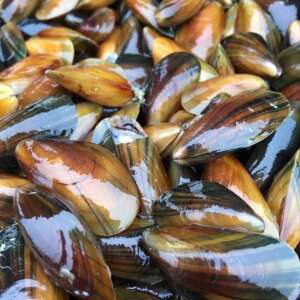 Maine Gold Mussels